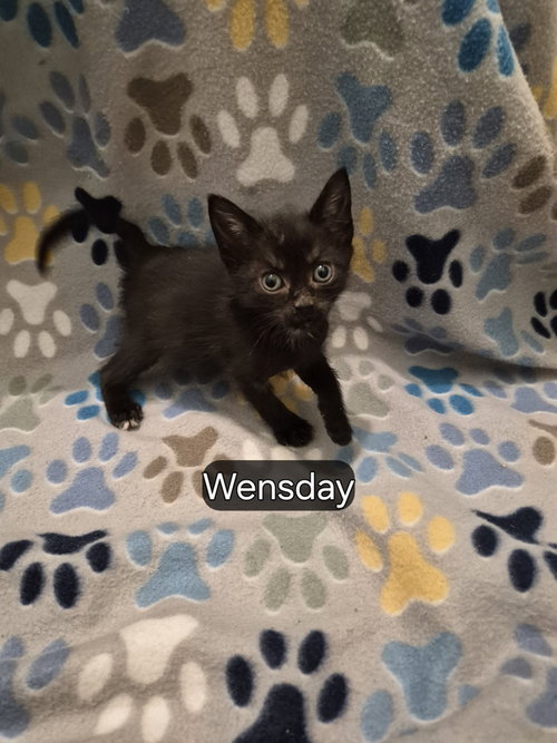 Wensday, Baby Domestic Short Hair (short coat), cat for adoption in Hermann, Missouri