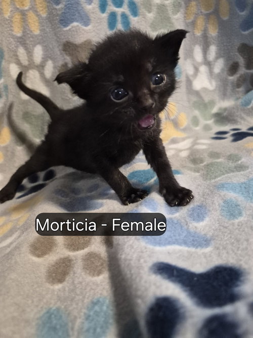 Morticia, an adoptable Domestic Short Hair in Hermann, MO