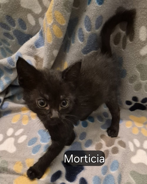 Morticia, Baby Domestic Short Hair (short coat), cat for adoption in Hermann, Missouri