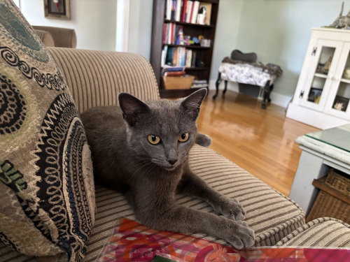 Salem, an adoptable Domestic Short Hair in Hermann, MO