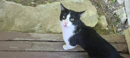 James Bond âJBâ, an adoptable Domestic Short Hair in Hermann, MO