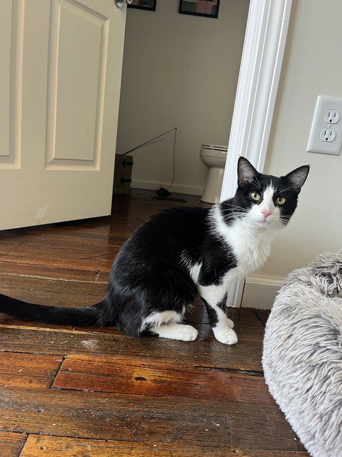 James Bond âJBâ, Adult Domestic Short Hair (short coat), cat for adoption in Hermann, Missouri