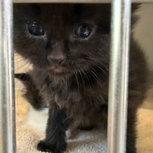 Black Jack, an adoptable Domestic Short Hair in Hermann, MO