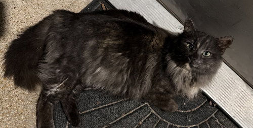 Lilly, an adoptable Domestic Long Hair in Hermann, MO