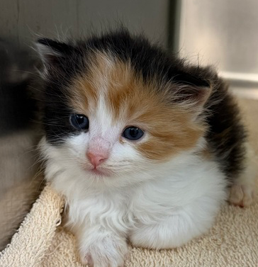 Mango, an adoptable Domestic Short Hair in Hermann, MO