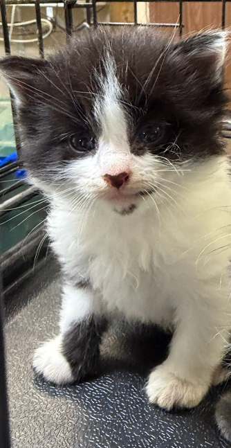 Lt. Dan, an adoptable Domestic Short Hair in Hermann, MO