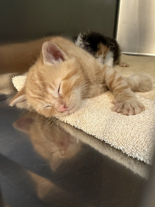 Cheddar, an adoptable Domestic Short Hair in Hermann, MO