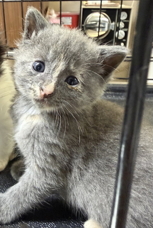 Silver Sedan, an adoptable Domestic Short Hair in Hermann, MO
