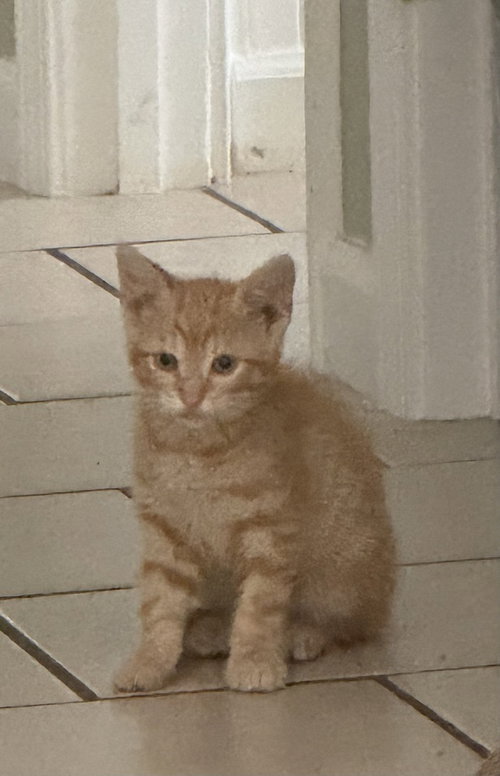 Kurt