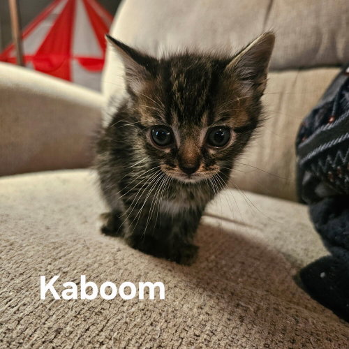 Kaboom, Baby Domestic Short Hair (short coat), cat for adoption in Hermann, Missouri
