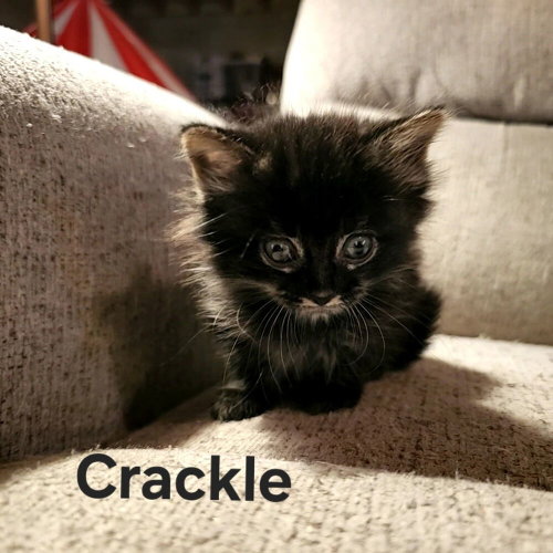 Crackle, Baby Domestic Long Hair (long coat), cat for adoption in Hermann, Missouri