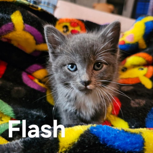 Flash, Baby Domestic Short Hair (short coat), cat for adoption in Jefferson City, Missouri