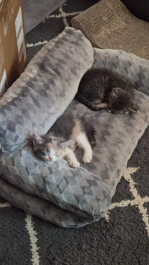 Kay, Baby Domestic Short Hair (short coat), cat for adoption in Hermann, Missouri