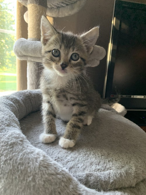 Finn