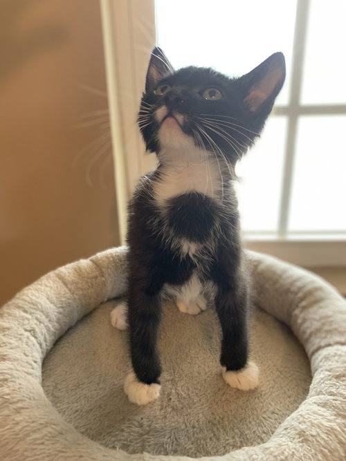 Silvester, Baby Domestic Short Hair (short coat), cat for adoption in Hermann, Missouri