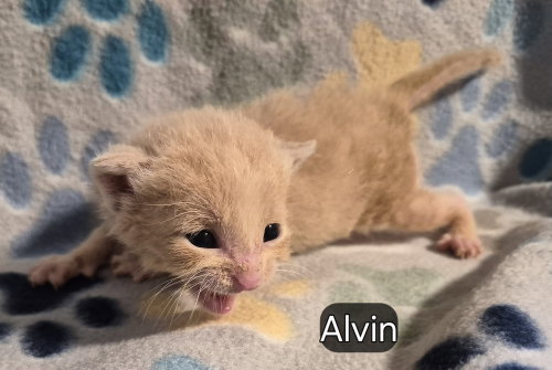 Alvin