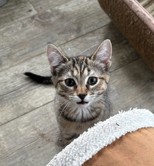 Carrot, an adoptable Domestic Short Hair in Hermann, MO