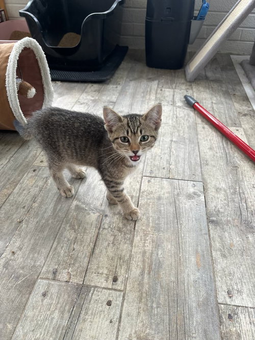 Cotton, an adoptable Domestic Short Hair in Hermann, MO