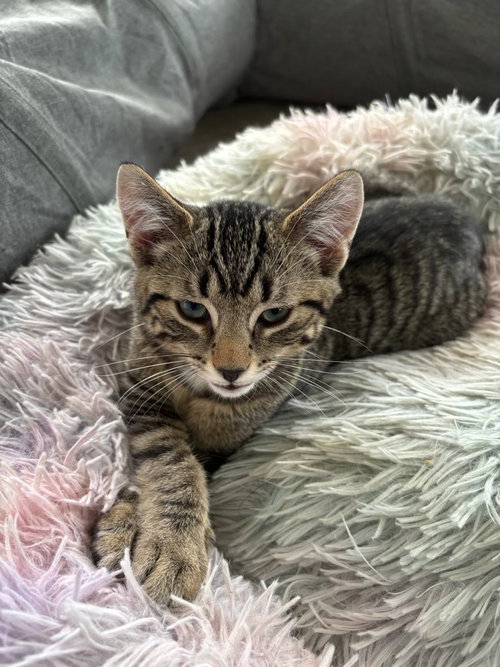 Benjamin, an adoptable Domestic Short Hair in Hermann, MO