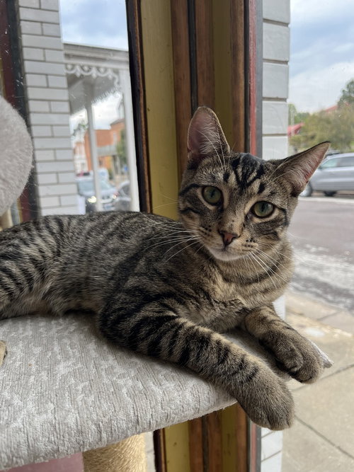 Benjamin, a cat for adoption from Ferals in Peril Inc