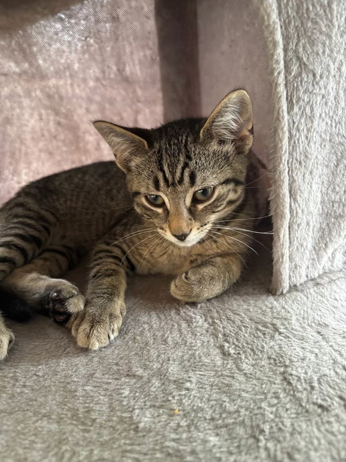 Peter, an adoptable Domestic Short Hair in Hermann, MO