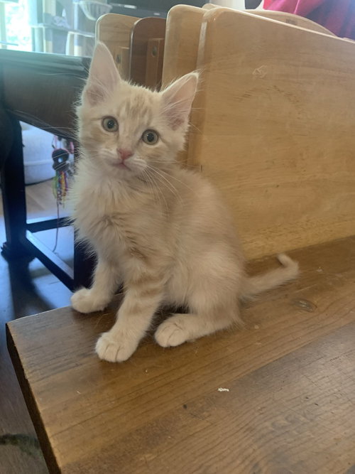 Asher, Baby Domestic Medium Hair / Mixed (long coat), cat for adoption in Hermann, Missouri