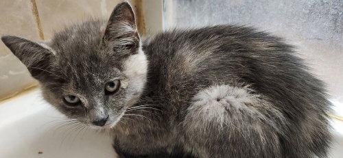 Lady Jane Grey, an adoptable Domestic Short Hair in Hermann, MO