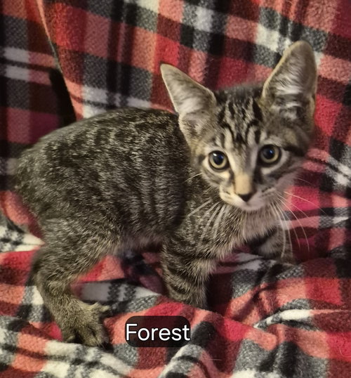 Forest, a cat for adoption from Ferals in Peril Inc
