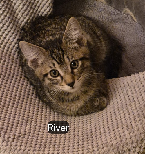 River, a cat for adoption from Ferals in Peril Inc