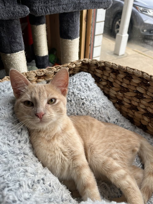 Oscar, a cat for adoption from Ferals in Peril Inc