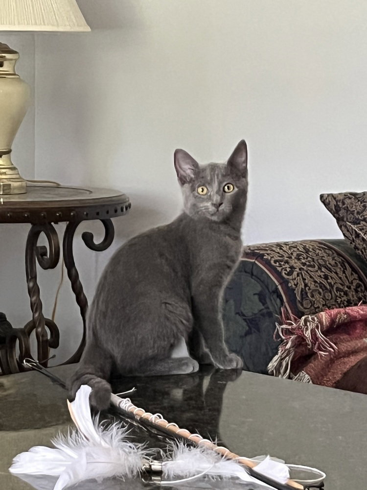 Misty, Domestic Short Hair