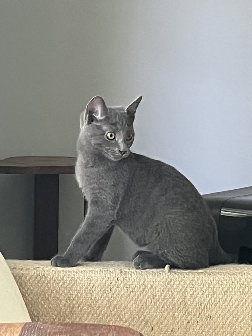 Photo 2 of Misty