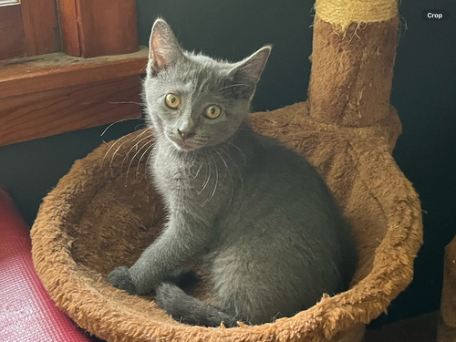 Photo 4 of Misty