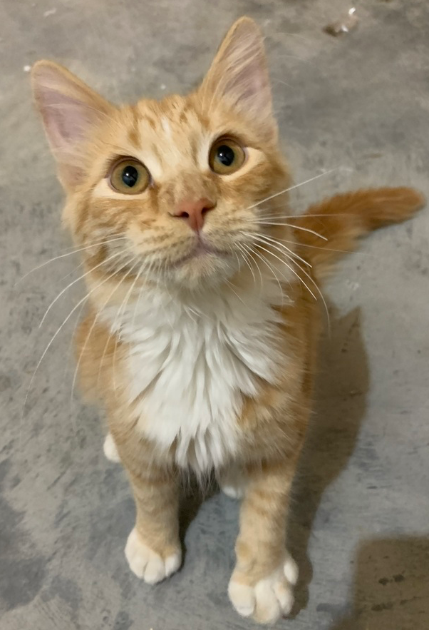 Elvis, Domestic Medium Hair