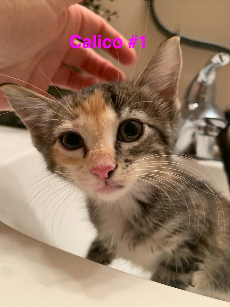 Lavender, Domestic Medium Hair