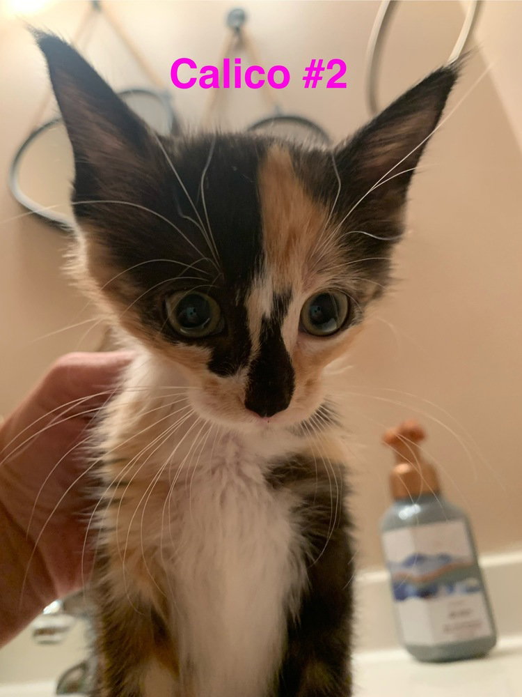 Meadow, Domestic Medium Hair