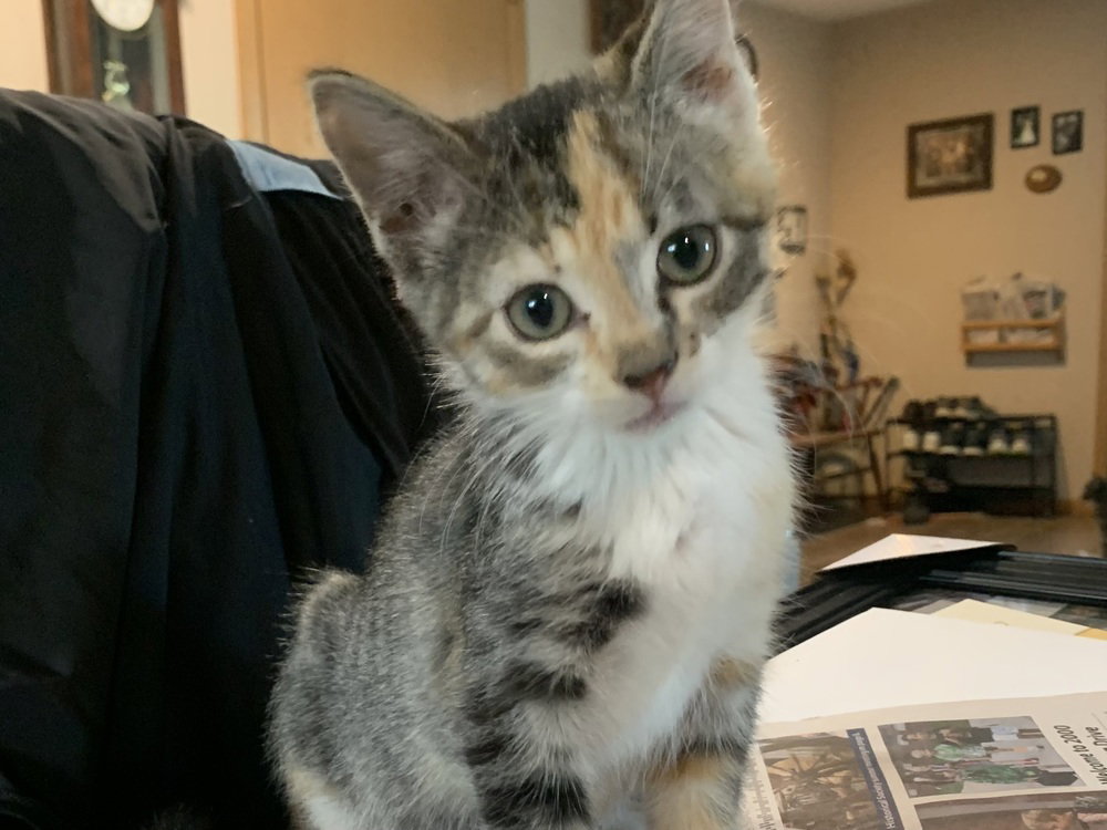 Posie