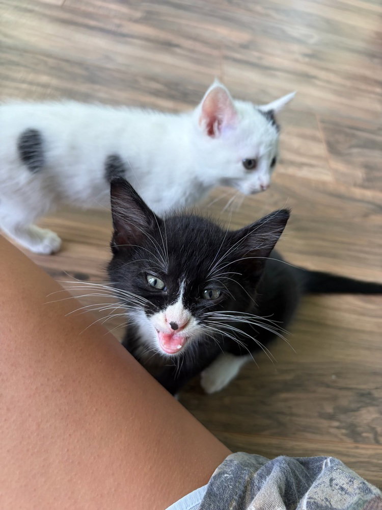 Sylvester, American Shorthair