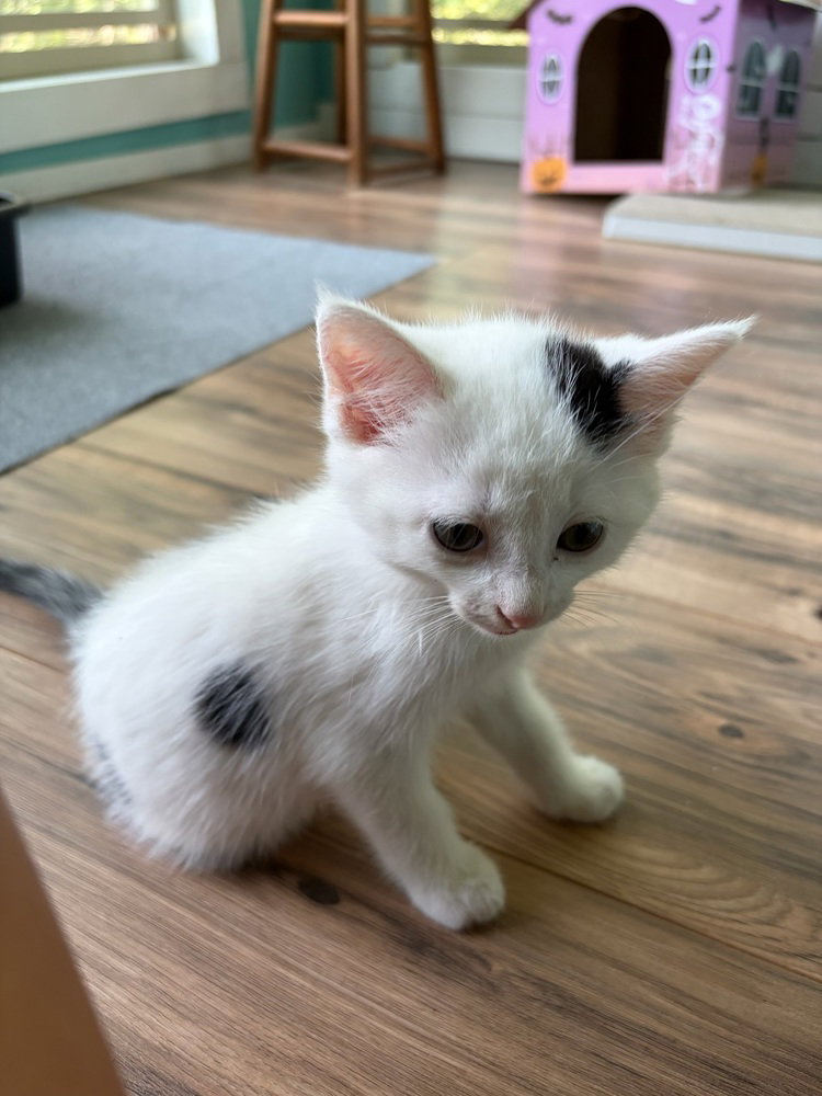 Sissy, American Shorthair