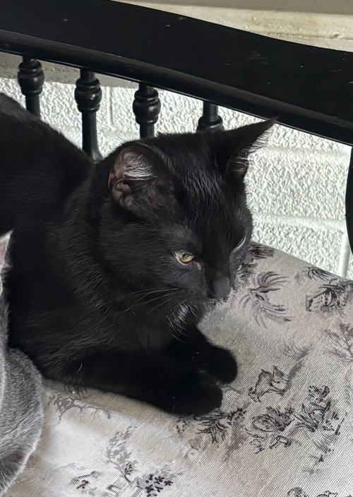 Echo, a cat for adoption from Ferals in Peril Inc