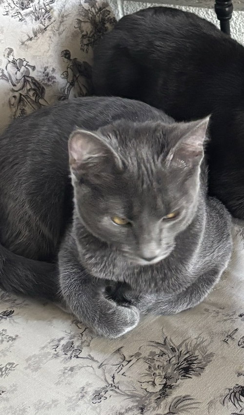 Wisp, a cat for adoption from Ferals in Peril Inc