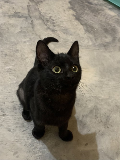 Singe, a cat for adoption from Ferals in Peril Inc