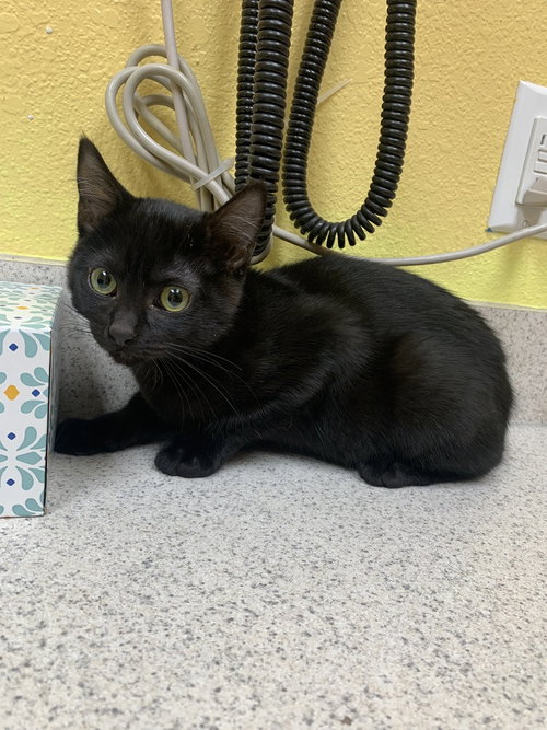 Soot, a cat for adoption from Ferals in Peril Inc