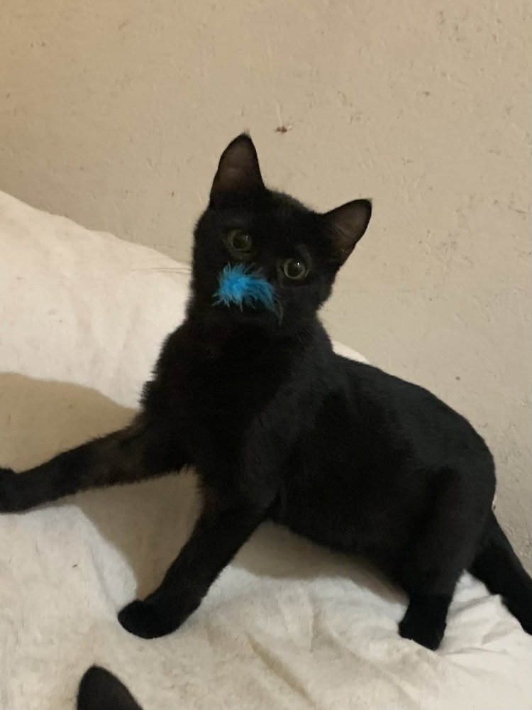 Soot