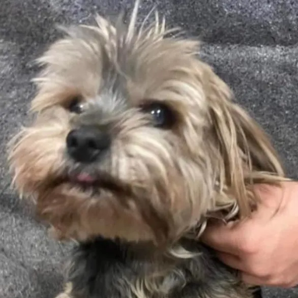 Unknown Breed
