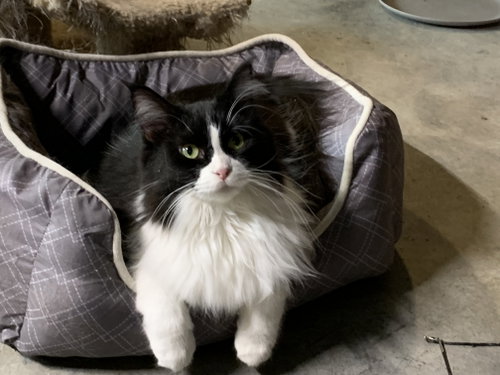 Jordan, Young Domestic Medium Hair (medium coat), cat for adoption in Eau Claire, Wisconsin
