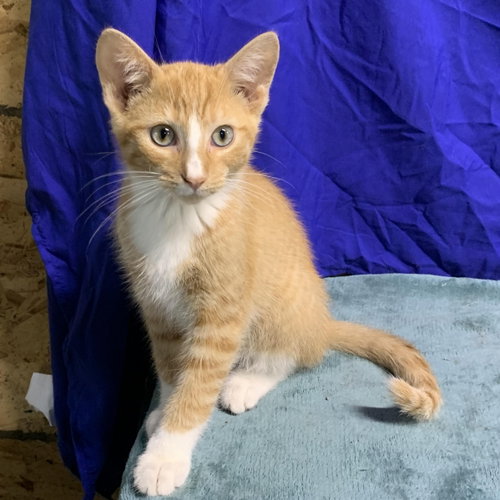 Blaze, Baby Domestic Short Hair (short coat), cat for adoption in Eau Claire, Wisconsin