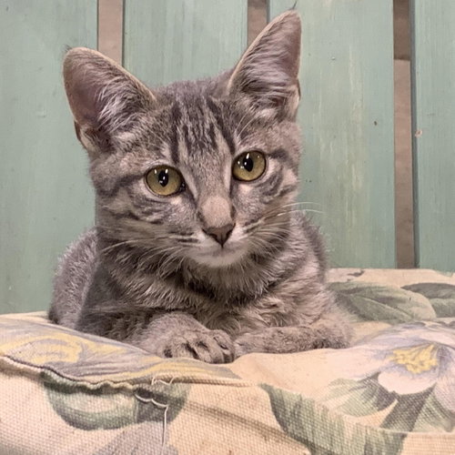 Shady, Baby Domestic Short Hair (short coat), cat for adoption in Eau Claire, Wisconsin