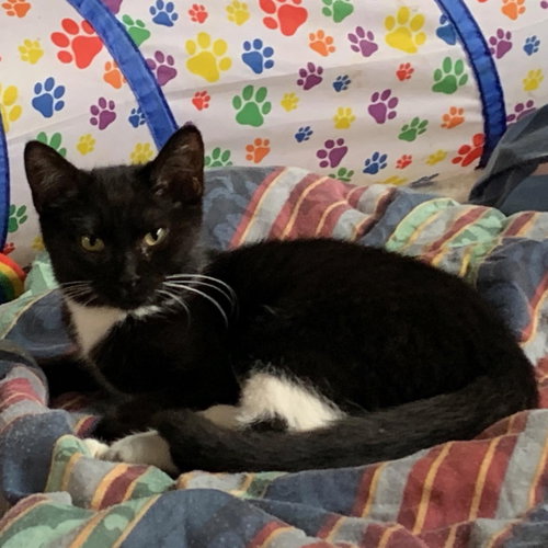 Aspen, Baby Domestic Short Hair (short coat), cat for adoption in Eau Claire, Wisconsin