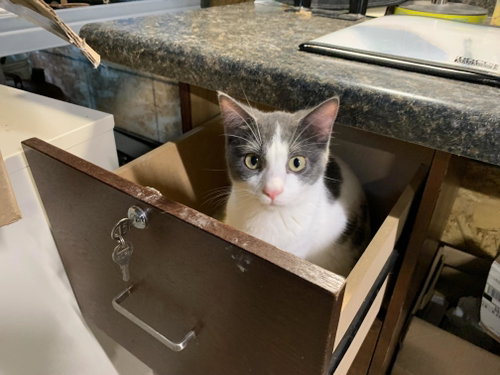 Georgio, Baby Domestic Short Hair (short coat), cat for adoption in Eau Claire, Wisconsin